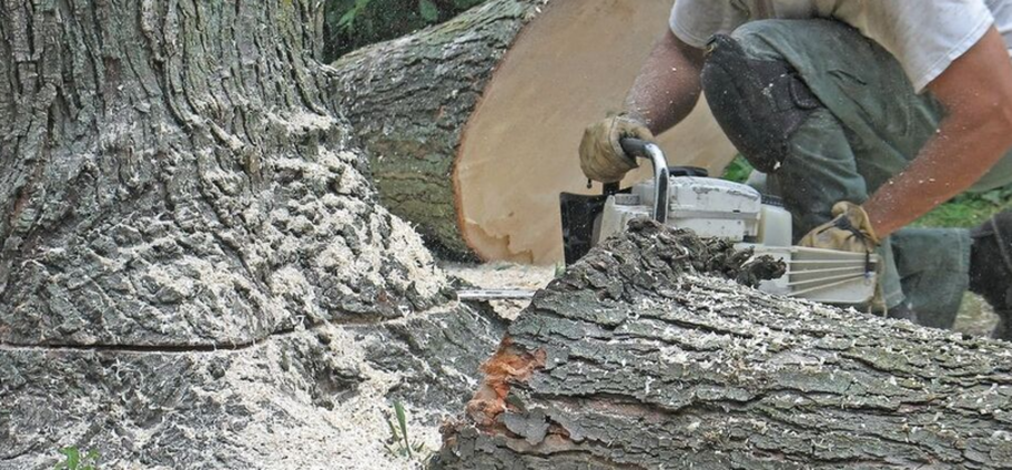 Abattage d'une arbre malade par un employé de Emondage Sainte-Foy.