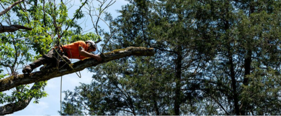Élagueur de Emondage Sainte-Foy qui travaille dans en hauteur dans un arbre.