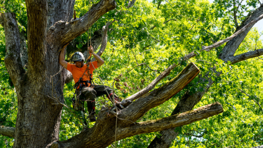 Émondeur de Emondage Sainte-Foy travaille en hauteur dans un arbre pour faire un élagage.