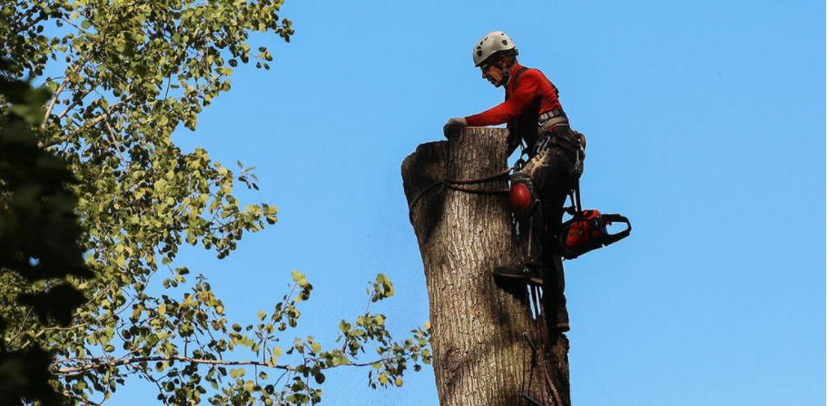 Arboriculteur de Emondage Sainte-Foy procède à l'abattage d'un arbre. Le résident de Sainte-Foy a tout d'abord obtenu un permis d'abattage à la Ville de Quebec.